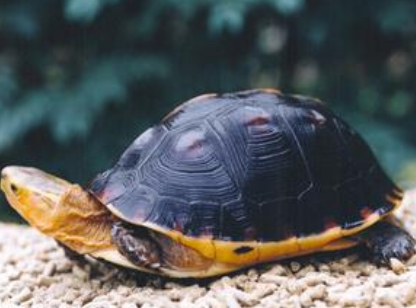  黄缘闭壳龟寿命 对环境的适应能力好
