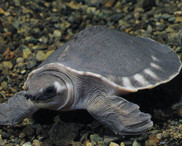 猪鼻龟常见病治疗 烂甲和腐皮比较常见