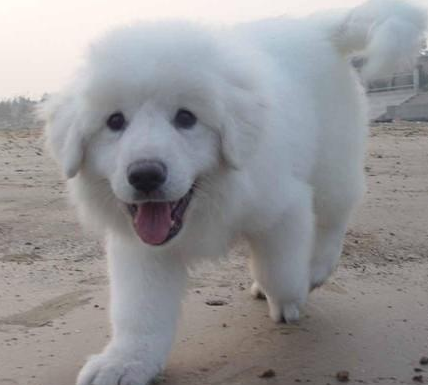 宠物狗绝育后“跳楼自杀” 主人和宠物店起争执