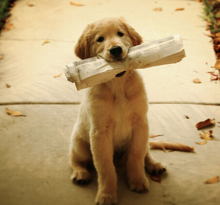 宠物一旦伤人，受伤害的不仅是被咬伤的人，还有和谐的邻里关系