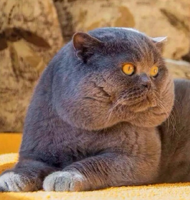 …………你…真的是猫吗？