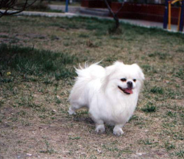 深圳一宠物医疗公司因商业资料被盗 上门质问遭群殴