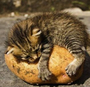 这是我的土豆，打死我也不放