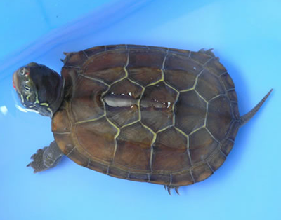 大头乌龟价格 龟的大小影响它们的价格