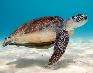 绿海龟多少钱一只 价格是比较贵的