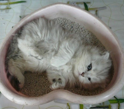 怎么训练猫咪上厕所 尽早训练效果好