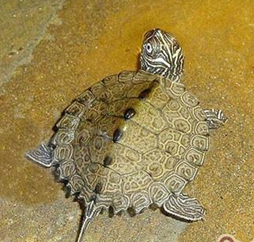 密西西比地图龟寿命 大概在15-20岁左右