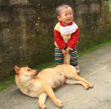 宠物不接种狂犬病疫苗将处200元以上1000以下罚款