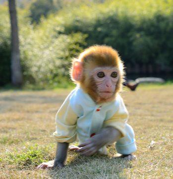 向微信好友买宠物猴结果被骗了3000元 