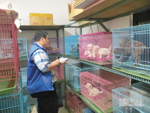 不法商人非法繁殖 宠物坊变猫狗炼狱