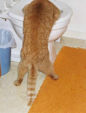 马桶里的水就那么好喝吗？