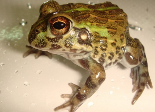 角蛙品种 它的价格和品种有很大关系