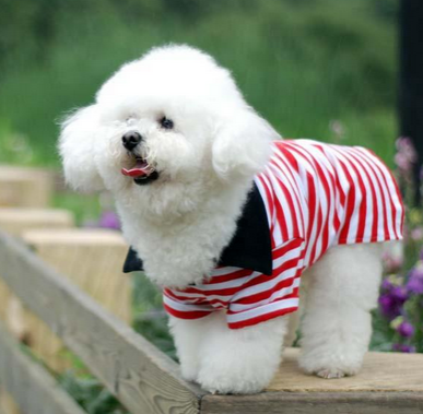 宠物狗被撞 网友发出一条微博寻找监控视频或者目击者