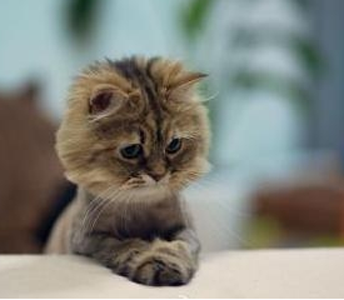 好心帮朋友养宠物猫 却患上了体癣