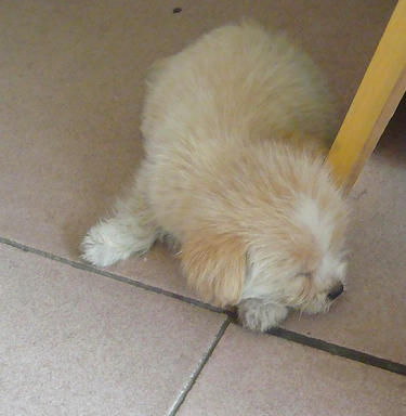 发生犬只伤人的纠纷案件 经调解达不成协议的可诉讼到人民法院