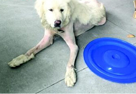 满身伤“大白熊”跑进银行不肯离开 希望尽快找到狗狗的主人