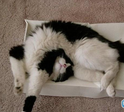 喵，你睡的姿势真特么纠结