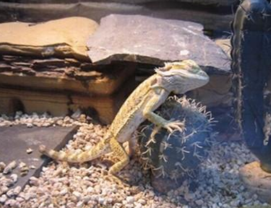 鬃狮蜥吃什么 食物可以多元化一些