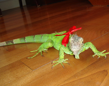 绿鬣蜥怎么养 要避免宠物猫狗接触