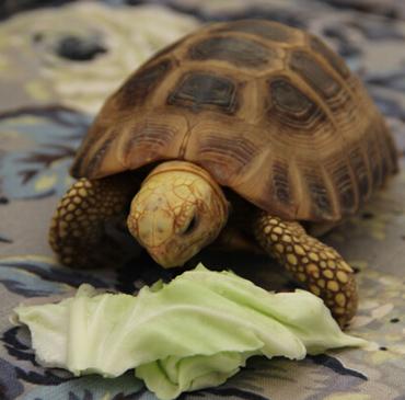 缅甸陆龟吃什么 不能长期只喂食单一食物