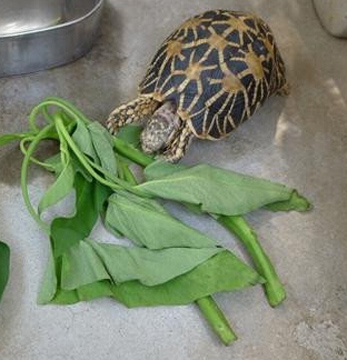 缅甸陆龟寿命 缅甸陆龟寿命并不太长