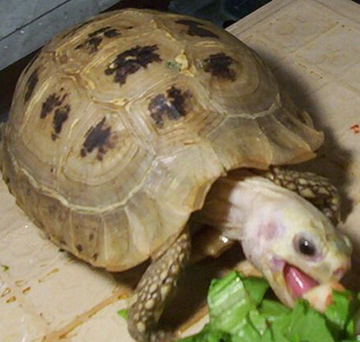 缅甸陆龟不拉屎 泡澡易刺激龟类排便