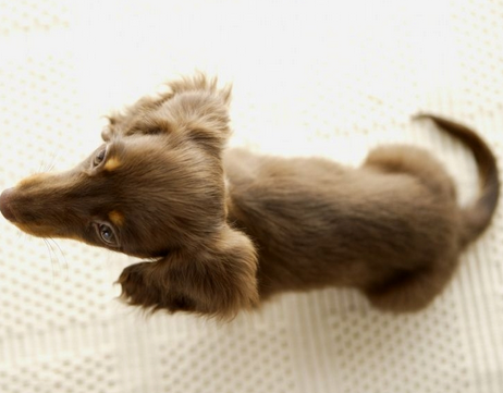 车辆发生交通肇事 宠物狗受伤到底赔不赔呢