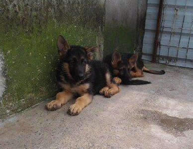 夏季猫狗“脾气大” 亲近宠物须谨慎 做好防暑降温措施