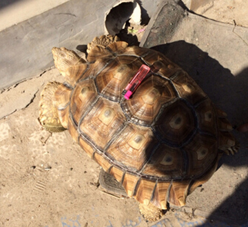 缅甸陆龟肺炎症状 明显的食量减少