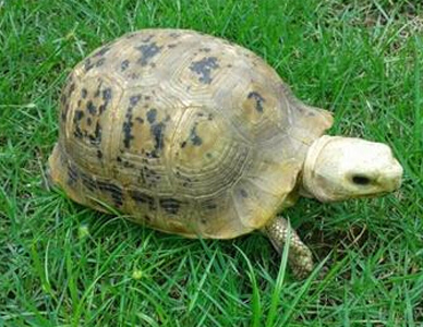 缅甸陆龟不吃东西 先找出拒绝食物的原因