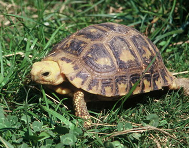 缅甸陆龟不吃不拉 应尽量少惊动龟