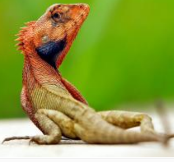 变色树蜥怎么变色 一般是保持棕色
