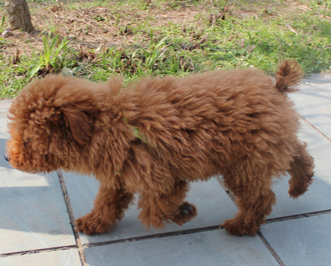 去年十堰城区有3.6万只宠物狗 近六成没打疫苗