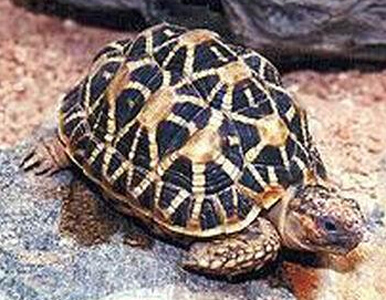 印度星龟寿命 寿命可达30-50年