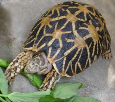 印度星龟的价格 体长影响它们的价格