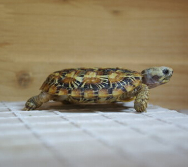 饼干龟价格 饼干龟主要以草食为主