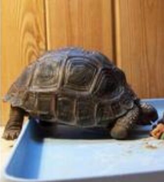 亚达伯拉象龟多少钱 大的国内基本很少见