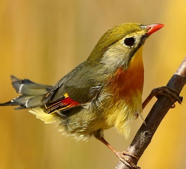 相思鸟为什么乱跳 新捕来的相思鸟易惊撞