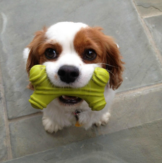 武汉超市首现免费“宠物寄放点” 市民赞贴心