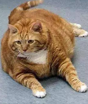 被遗弃的肥猫花3年成功减重23斤 闪瞎全世界