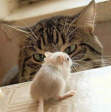 小样儿，给我个不吃你的理由