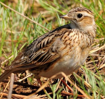 百灵鸟不叫怎么办 喂的食不好鸟就不叫