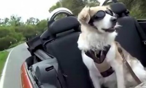 暑假出游催热宠物寄养 宠物店以及个人家寄养生意都十分火爆