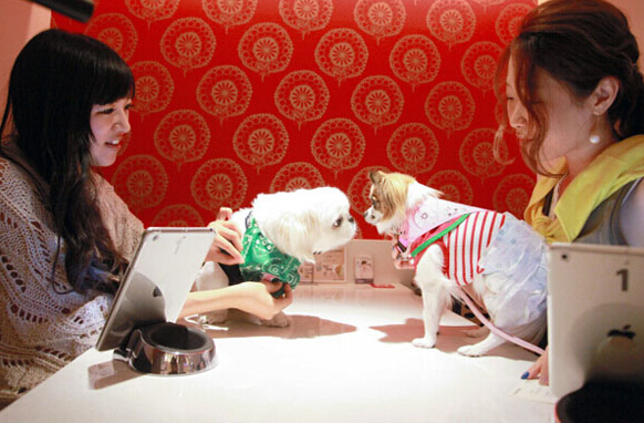 日本举办宠物狗相亲会  “相亲”只为增加宠物之间的交流