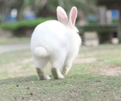 兔子抽搐怎么办 球虫病发病率较高