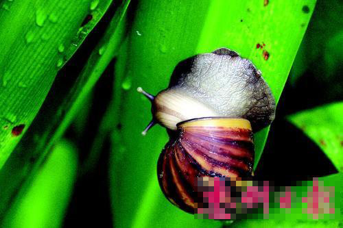 非洲大蜗牛会传播病菌 不能作为宠物饲养