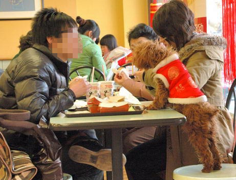 带宠物狗在公共场所就餐 宠物狗上餐桌的行为有失礼貌