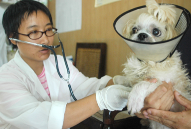 未取得动物诊疗许可证从事从事动物诊疗的动物(宠物)医院将被取缔取缔