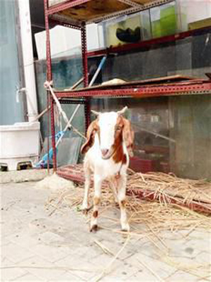 山羊当成宠物卖身价翻了好几番