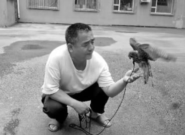 长春一男子养只红隼当宠物 人家遛狗他溜鹰